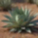 Agave plant in natural habitat