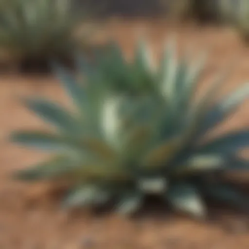 Agave plant in natural habitat