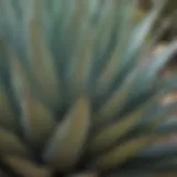 A vibrant agave plant showcasing its leaves