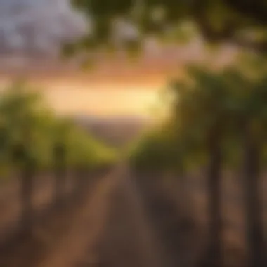 Vineyard at Dusk A serene vineyard landscape at sunset showcasing grapevines