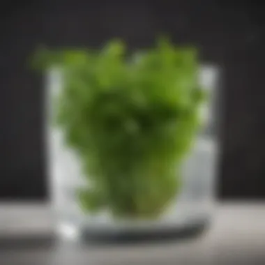 Fresh cilantro in a glass of water