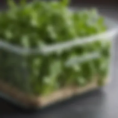 Cilantro in a sealed container