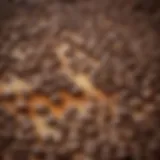 A close-up view of Coffee Ole showcasing its rich texture and varied colors.