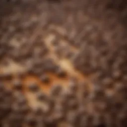 A close-up view of Coffee Ole showcasing its rich texture and varied colors.