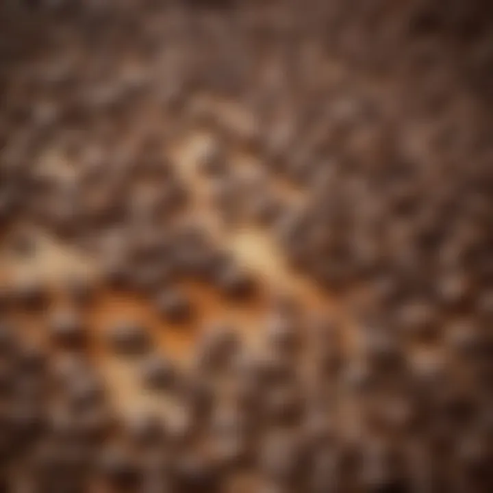 A close-up view of Coffee Ole showcasing its rich texture and varied colors.
