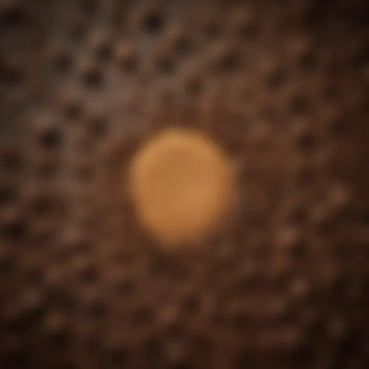 An array of ingredients used in making Coffee Ole, highlighting its uniqueness.