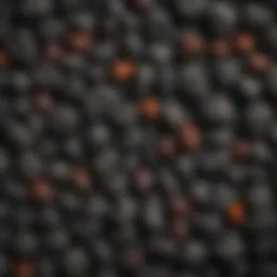 Various types of charcoal used in culinary applications