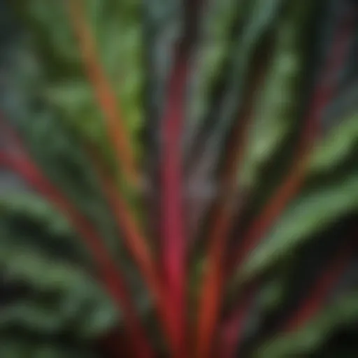 Fresh Swiss chard leaves showcasing vibrant colors