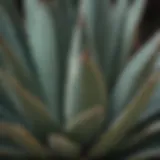 Close-up of agave plant showcasing its unique leaves