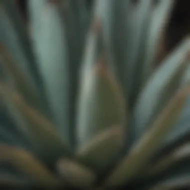 Close-up of agave plant showcasing its unique leaves