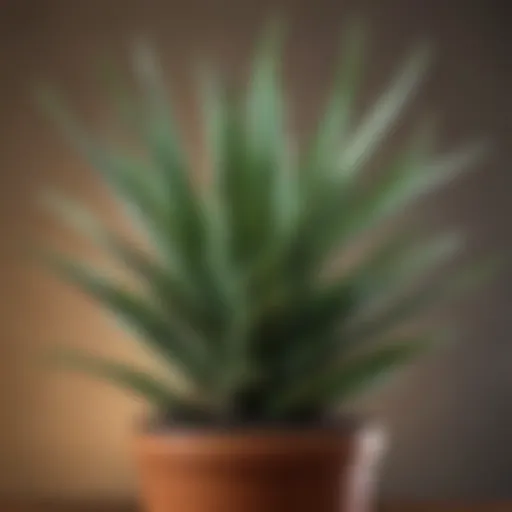 Aloe vera plant with fresh leaves