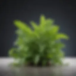 A natural stevia plant showcasing its vibrant green leaves.