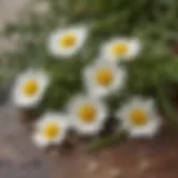 A close-up of chamomile flowers with dried leaves, highlighting their calming properties.