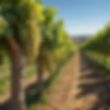 Vineyards of Riesling Vineyards producing Riesling grapes under clear blue skies