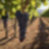 A vineyard showcasing ripe Cabernet Sauvignon grapes under the sun
