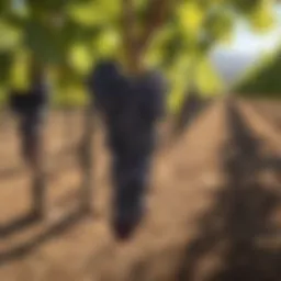 A vineyard showcasing ripe Cabernet Sauvignon grapes under the sun