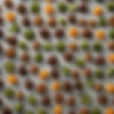Exploring Tea Varieties for Sweet Tea Different varieties of tea leaves used for brewing sweet tea
