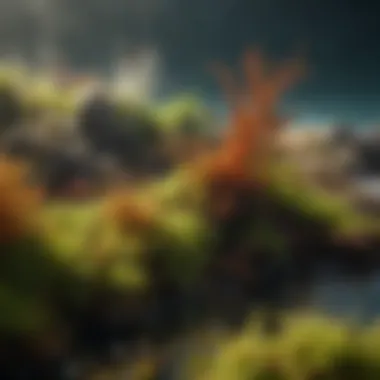Thriving Marine Ecosystem with Seaweed Moss An ecosystem thriving with diverse marine life supported by seaweed moss