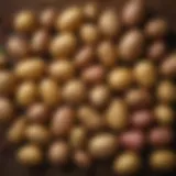 A vibrant display of various potato types arranged artistically on a wooden table.