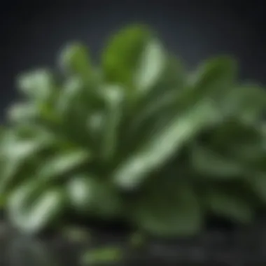Spinach: A Green Powerhouse Fresh spinach leaves