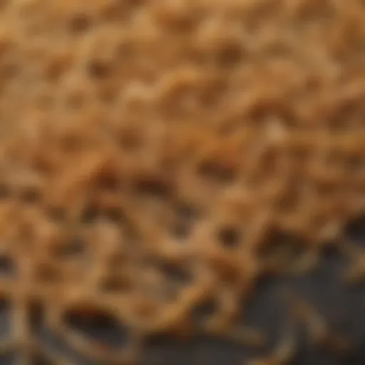 Close-up of dried spaghetti stain on fabric