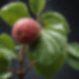 Fresh guava leaves with dew drops