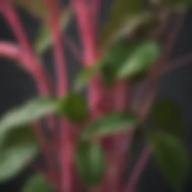 A close-up of a houseplant showcasing its vibrant pink stems and lush green leaves.