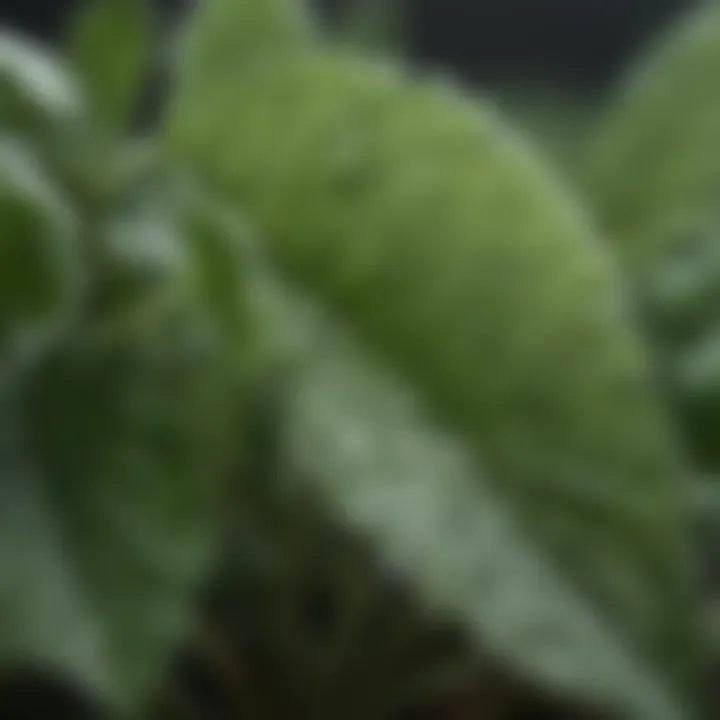 A close-up of herb leaves glistening with morning dew