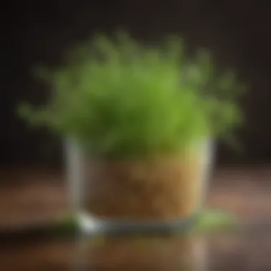 Vibrant alfalfa sprouts showcasing their fresh appearance