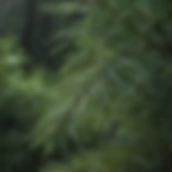 Close-up of fresh pine needles with dew droplets