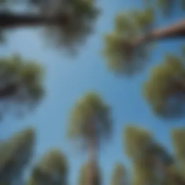 Majestic Pine Trees Reaching for the Sky A cluster of pine trees under a clear blue sky