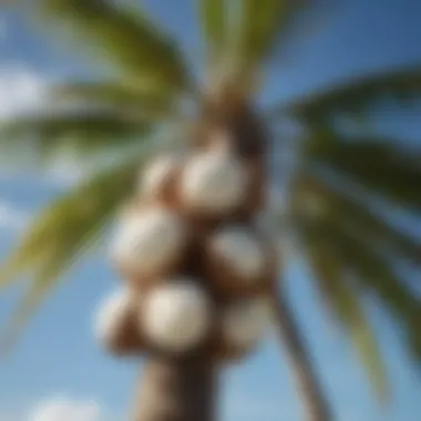 Sustainable Coconut Sourcing Fresh coconuts on a palm tree with a bright blue sky in the background