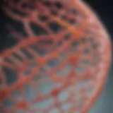 Scientific illustration of collagen structure