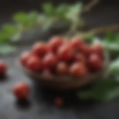 Freshly Harvested Caperberries Fresh caperberries on a branch