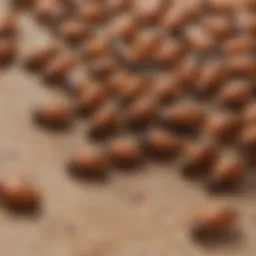 Close-up of small brown bugs on a surface