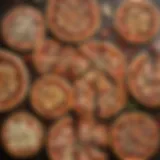 Diverse assortment of medium pizzas with various toppings
